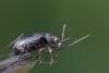 Phyllobius pyri